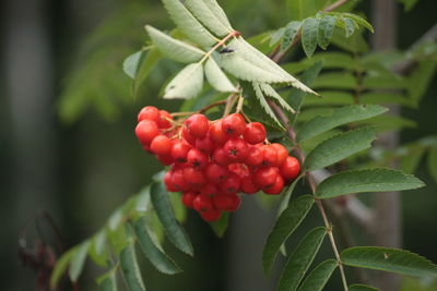 Close-up of rowan berries growing on tree