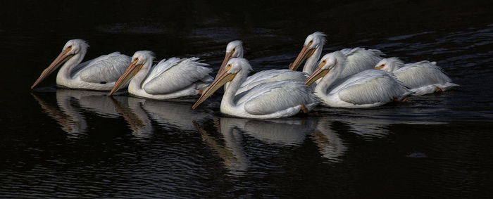 Swans swimming in lake