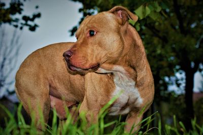 Close-up of dog