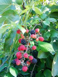 Close-up of red berries growing on tree