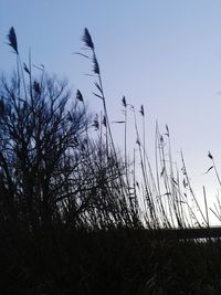 Low angle view of trees against sky