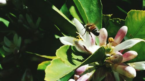 Close-up of insect on flower