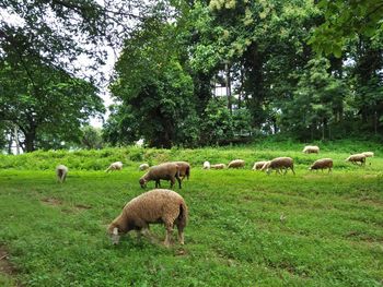 Sheep grazing on field