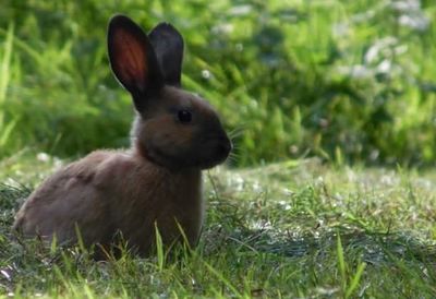 Animal grazing on grassy field