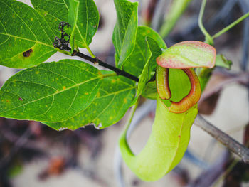 Close-up of insect on plant