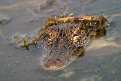 Alligator in pond