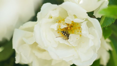 Close-up of insect on white flower