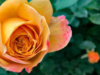 Close-up of orange rose