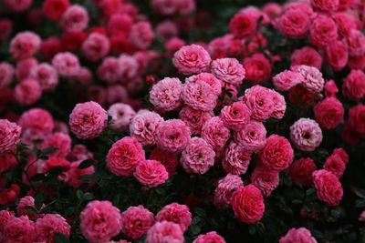 Full frame shot of pink flowers
