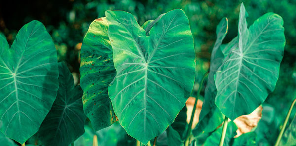 Close-up of fresh green leaf on field