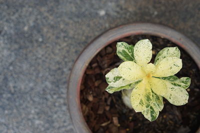 High angle view of potted plant