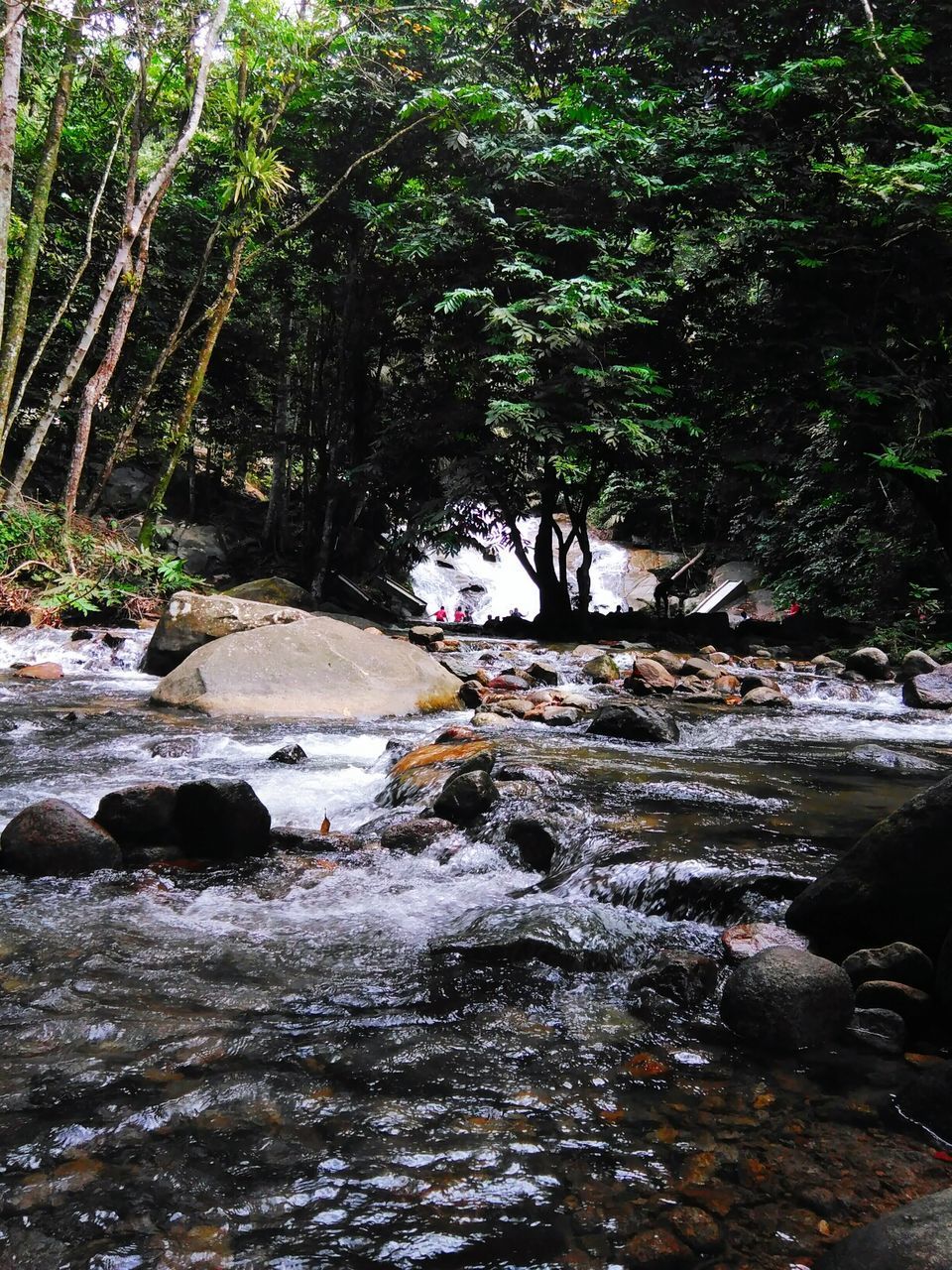 SCENIC VIEW OF RIVER FLOWING IN FOREST