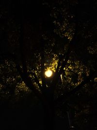 Low angle view of illuminated tree at night