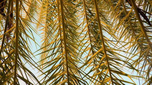 Low angle view of palm trees