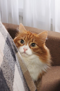pet