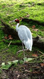 Close-up of bird perching on grass