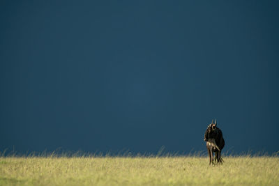 Blue wildebeest stands turning head on horizon