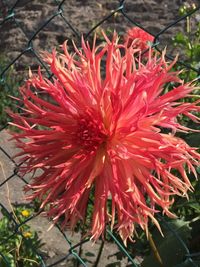 Close-up of red flower