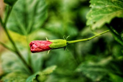 Close-up of red flower bud