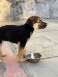 Close-up of a dog looking away