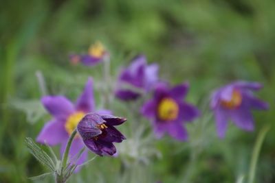 Close-up of purple iris flower growing on field