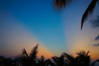 Low angle view of palm trees against blue sky
