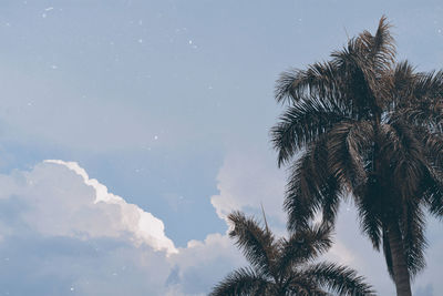 Low angle view of palm trees against sky