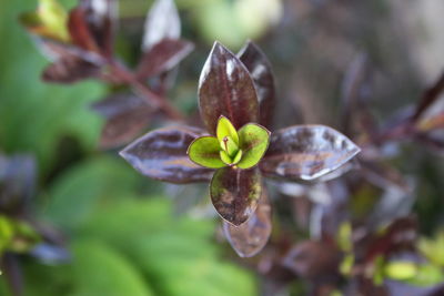 Close-up of flower blooming outdoors