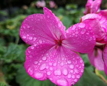 Close-up of wet pink flower blooming outdoors