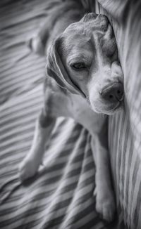 Close-up of dog relaxing on bed at home