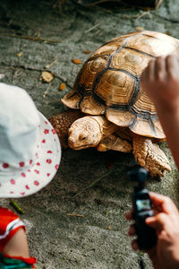 Big tortoises walking on the ground with full of tourists.