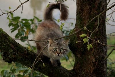 Portrait of cat