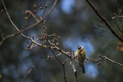 Close-up of bird perching on tree