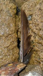 Close-up of fish in water