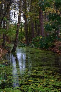 Scenic view of lake in forest