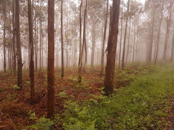 Trees in forest