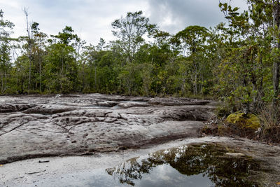 Stream flowing in forest against sky