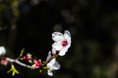 Close-up of white cherry blossoms