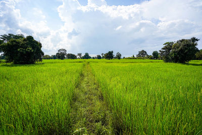 Scenic view of agricultural field against sky