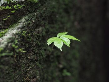 Close-up of plant growing on tree trunk