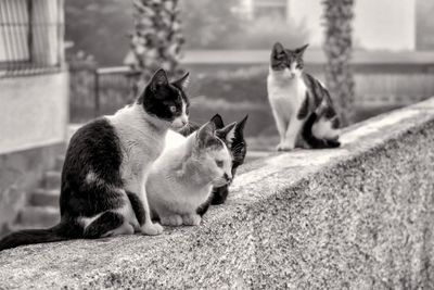 Three cats on the wall