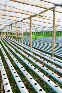 Hydroponics vegetable farm, hydroponics gully background