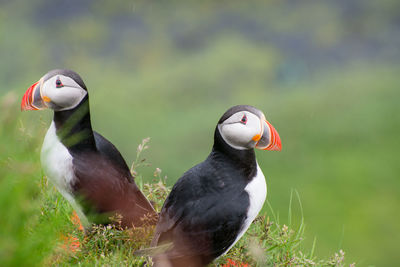 Close-up of birds perching on grass