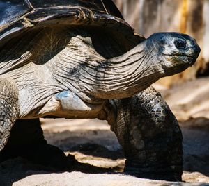 Close-up of tortoise on rocks