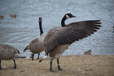 Ducks on lakeshore