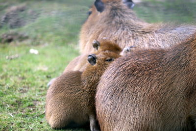 Close-up of sheep on grass