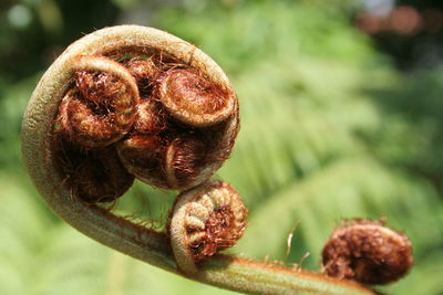 Close-up of curled up fern growing outdoors