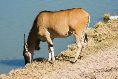 Horse grazing