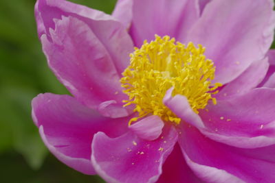 Close-up of pink flower