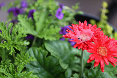 Close-up of red flowering plant